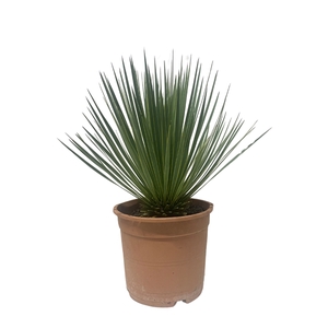 Yucca Rostrata - 60cm