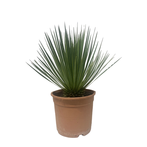 <h4>Yucca Rostrata - 60cm</h4>