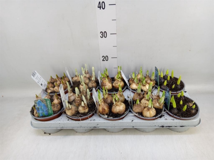 <h4>Bolbloemen   ...mix</h4>