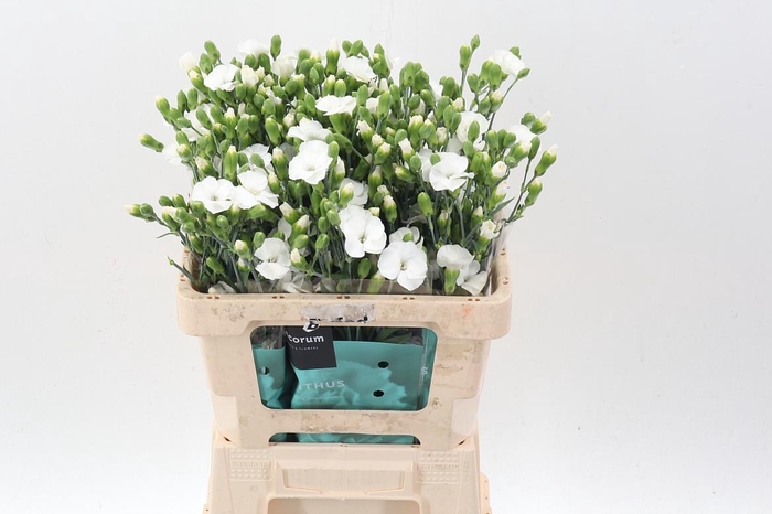 <h4>Di Te Soland Calmfly</h4>