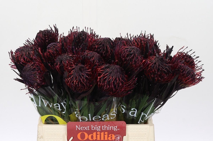 <h4>Nutans Painted Aubergine</h4>