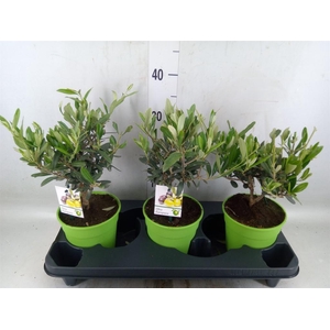 Olea europaea