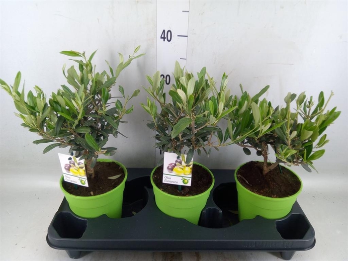 <h4>Olea europaea</h4>