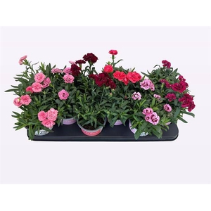 DIANTHUS OSCAR MIX P10.5