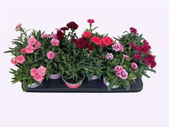 <h4>DIANTHUS OSCAR MIX P10.5</h4>