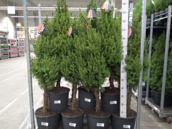 <h4>Picea glauca 'Conica'</h4>