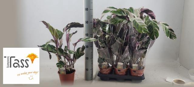 <h4>CALAT FUSION WHITE</h4>