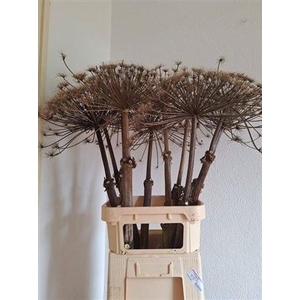 Dried Berenklauw