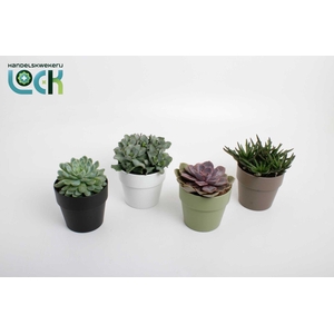 Succulenten mix in Sven kleuren mix