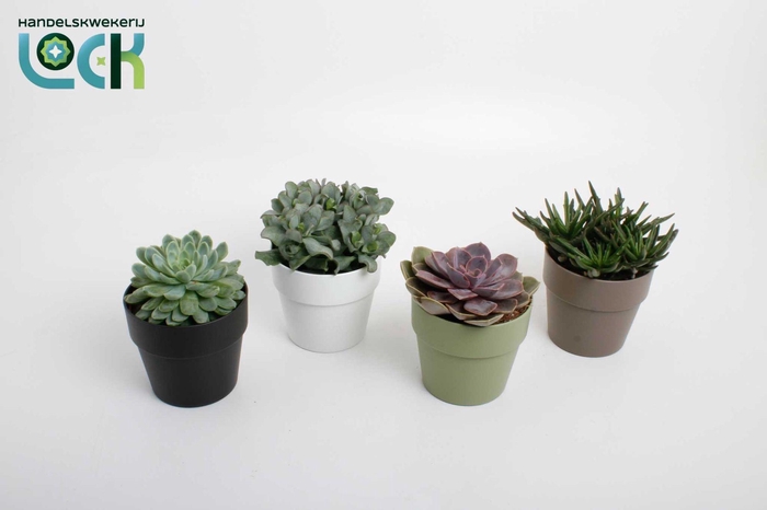 <h4>Succulenten mix in Sven kleuren mix</h4>