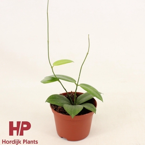 Hoya fitchii P9