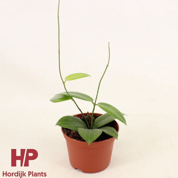 <h4>Hoya fitchii P9</h4>