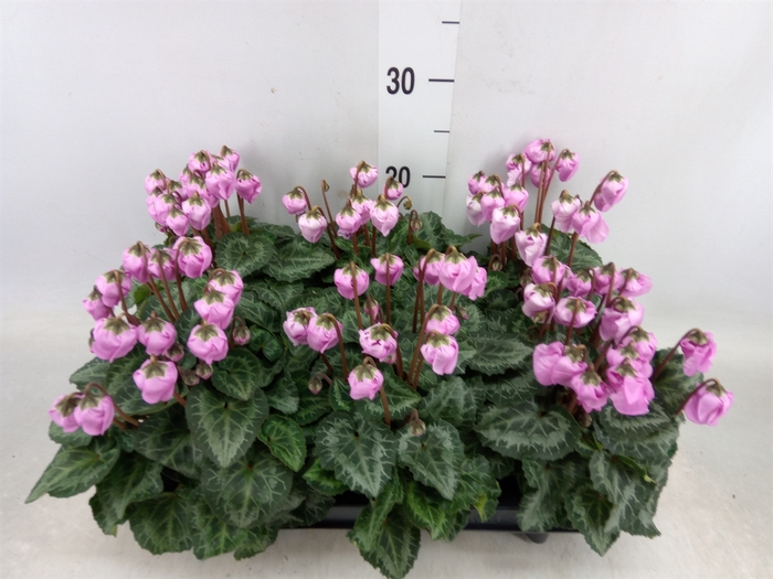 <h4>Cyclamen KL 'Windbell'</h4>