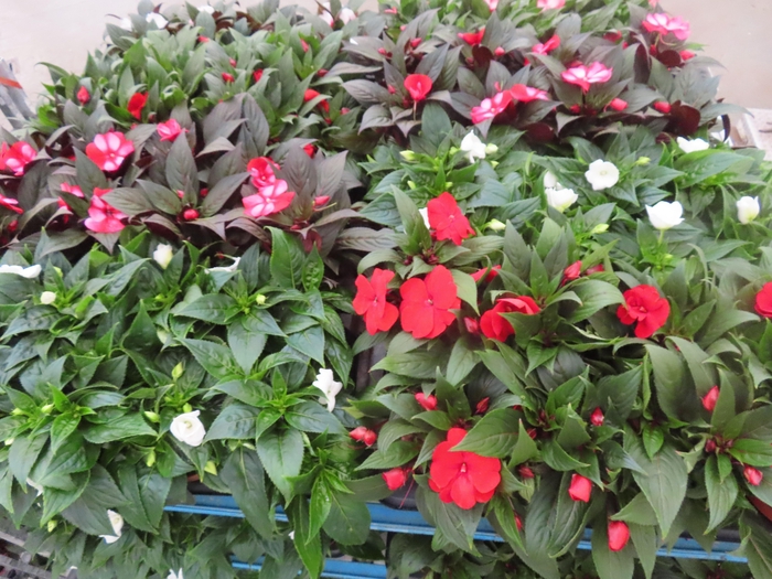 <h4>IMPAT NG MIXK 4 KL</h4>