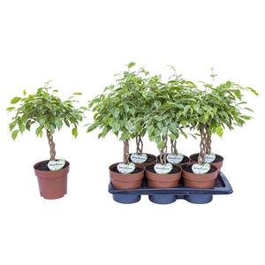 Ficus Safrana