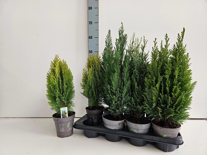 <h4>CONIFEREN MIX P13</h4>