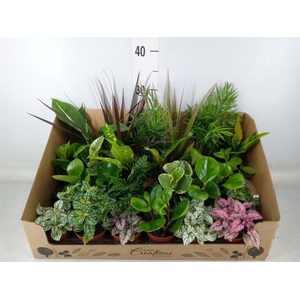 Planten Groen   ...mix 24