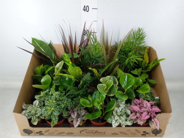 <h4>Planten Groen   ...mix 24</h4>