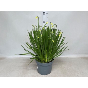Allium   ...