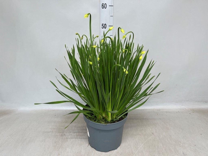 <h4>Allium   ...</h4>