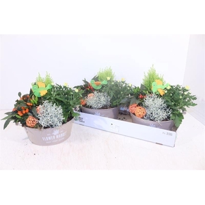ARR TUINPLANTEN