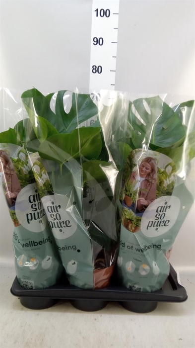 <h4>Monstera delic.</h4>