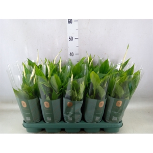 Spathiphyllum  'Bellini'