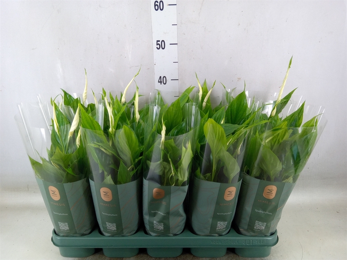 <h4>Spathiphyllum  'Bellini'</h4>