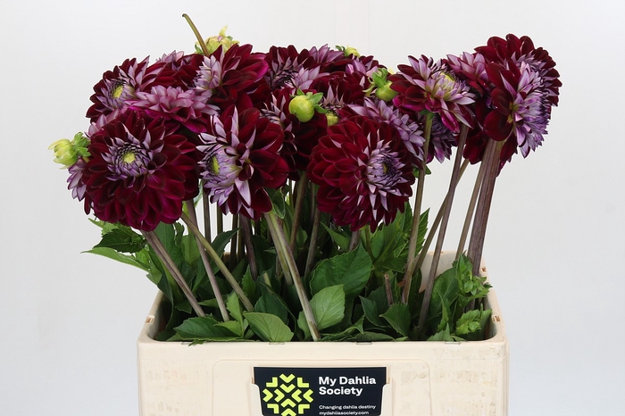 <h4>Dahlia Embassy</h4>