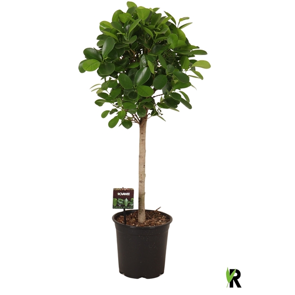 <h4>Ficus micr. Moclame bol op stam</h4>