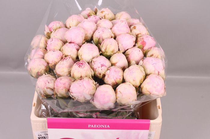 <h4>Paeonia Pillow Talk | Heavy Quality</h4>