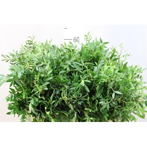 Pistache Kort Spanje Special