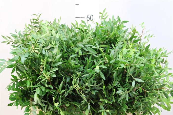 <h4>Pistache Kort Spanje Special</h4>