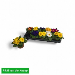 PRIM AC PARADISO GEM