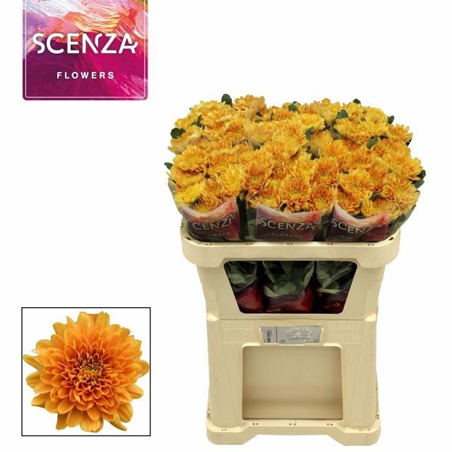 <h4>CHR G KALIMBA ORANGE</h4>