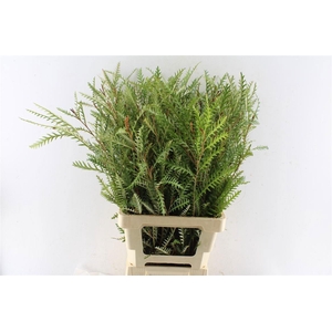 GREVI IVANHOE BRONZE