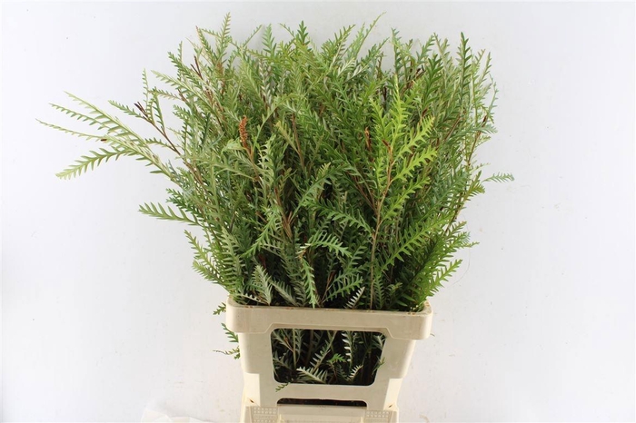 <h4>GREVI IVANHOE BRONZE</h4>