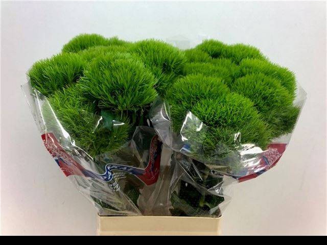 <h4>DI BARB KIWI MELLOW</h4>