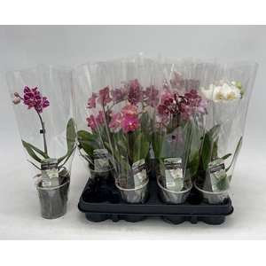 PHAL GEM