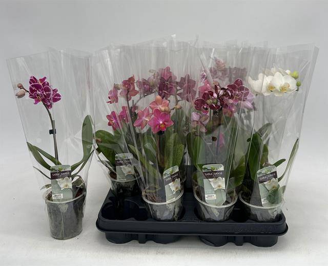 <h4>PHAL GEM</h4>