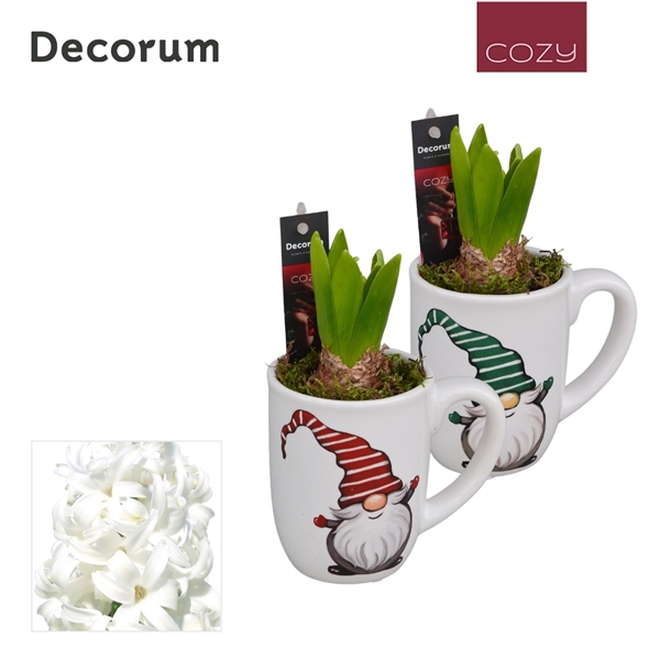 <h4>Arrangementen Hyacinthus 6%</h4>