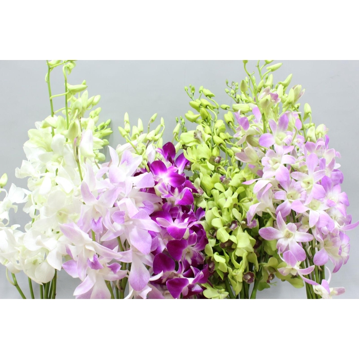 <h4>Dendro Mix Nice Medium</h4>