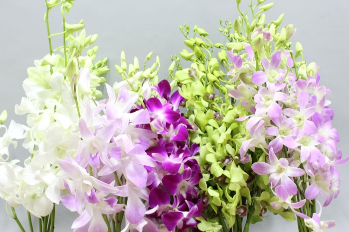 <h4>Dendro Mix Nice Medium</h4>