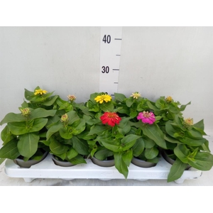 Zinnia   ...mix