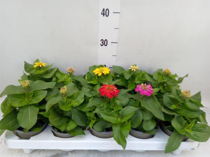 <h4>Zinnia   ...mix</h4>
