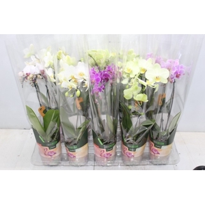 PHALAENOPSIS CASCATA P09
