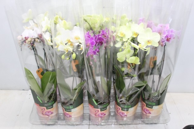 <h4>PHALAENOPSIS CASCATA P09</h4>