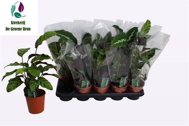 <h4>CALAT GEM 2 SRT</h4>