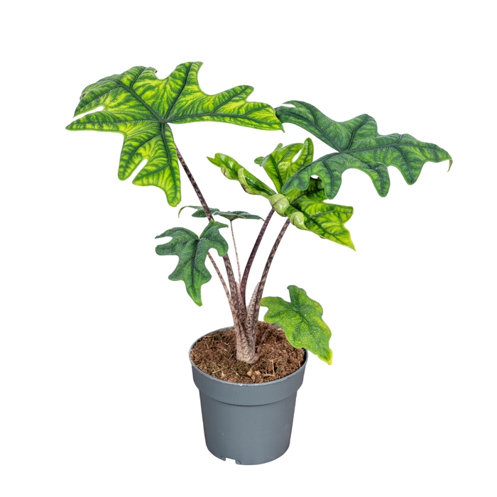 <h4>Alocasia Jacklyn 14cm</h4>