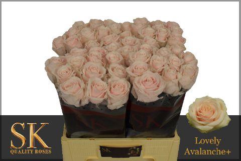 <h4>R GR LOVELY AVALANC+</h4>